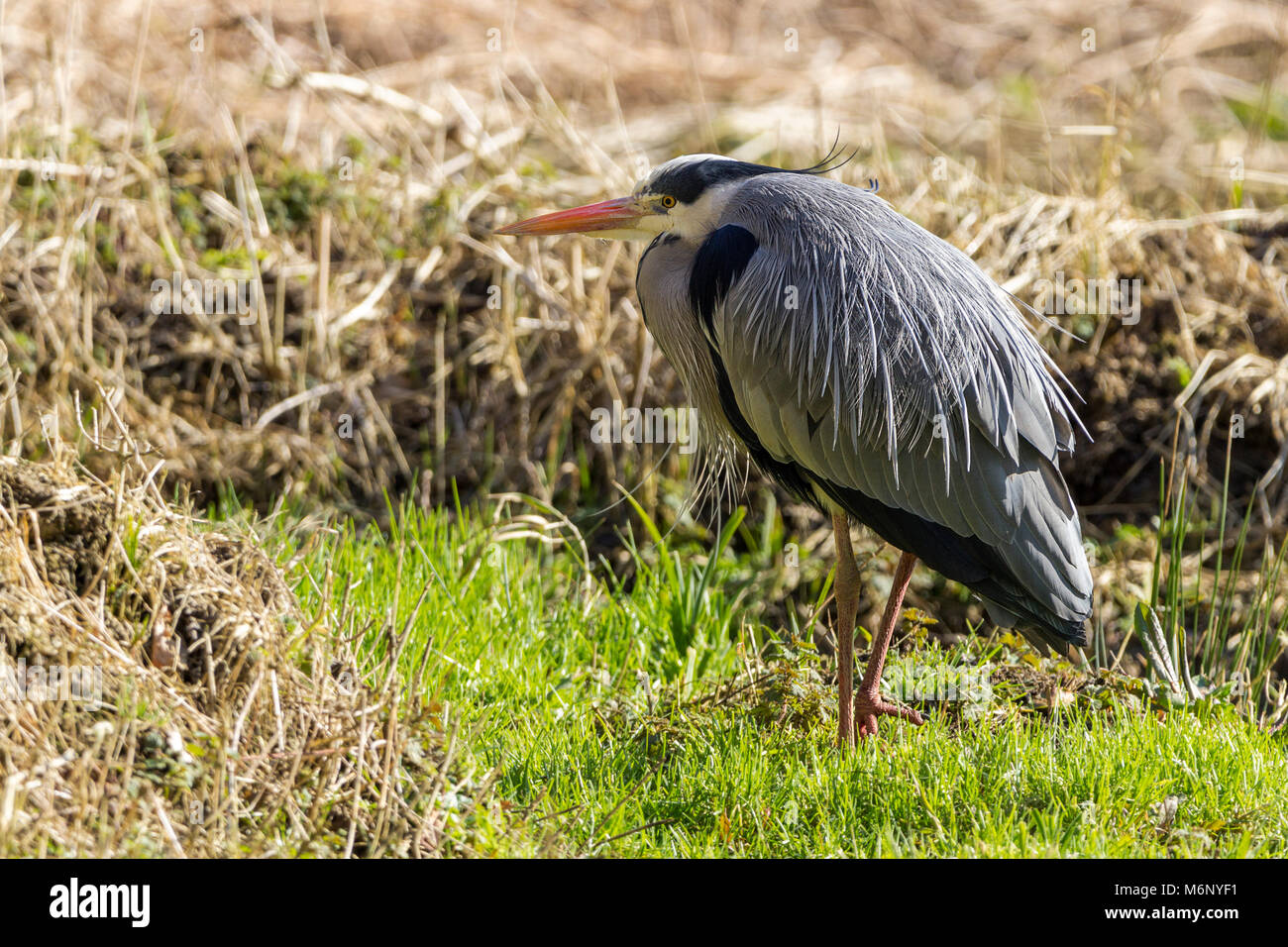 This Grey Heron (Ardea cinerea) was tucked round the corner of a small clearing looking a bit wary but not wanting to move even with frequent visitors Stock Photo