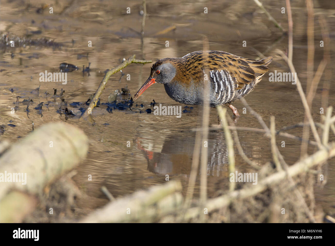 Water rail in wetland areas at Arundel WWT UK. Feeding in shallow water ...
