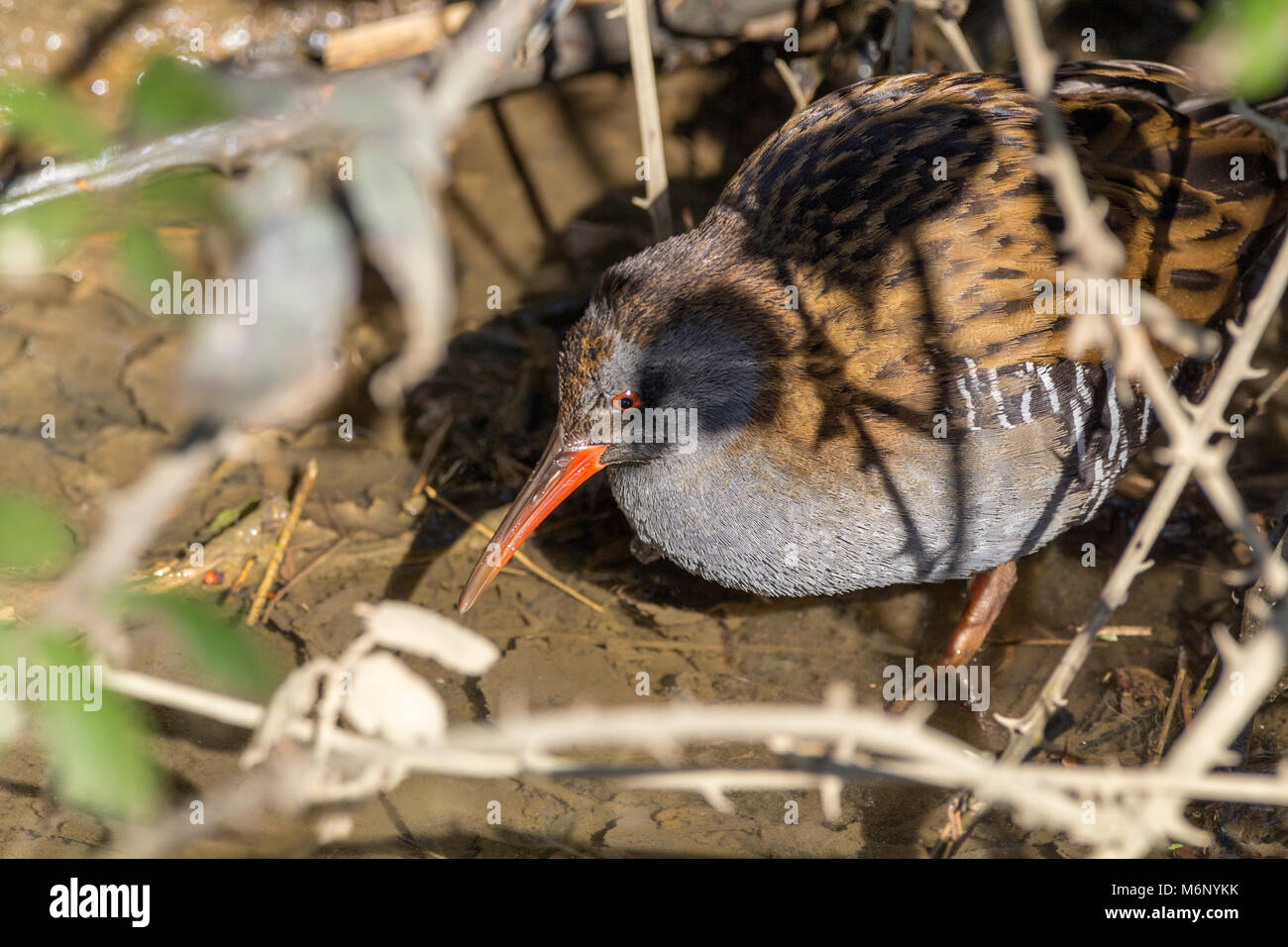 Water rail (Rallus aquaticus)  searching for food in a wet ditch area by a stream at Arundel wetland centre UK. It was mostly undercover in vegetation Stock Photo