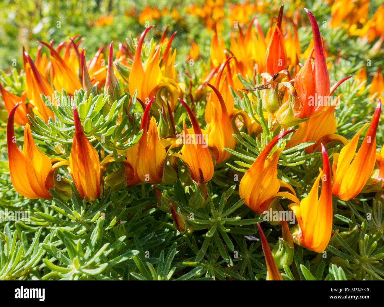 Lotus Maculatus (pico de Paloma) is a critically endangered plant only found on Tenerife in the canary Islands, Spain Stock Photo