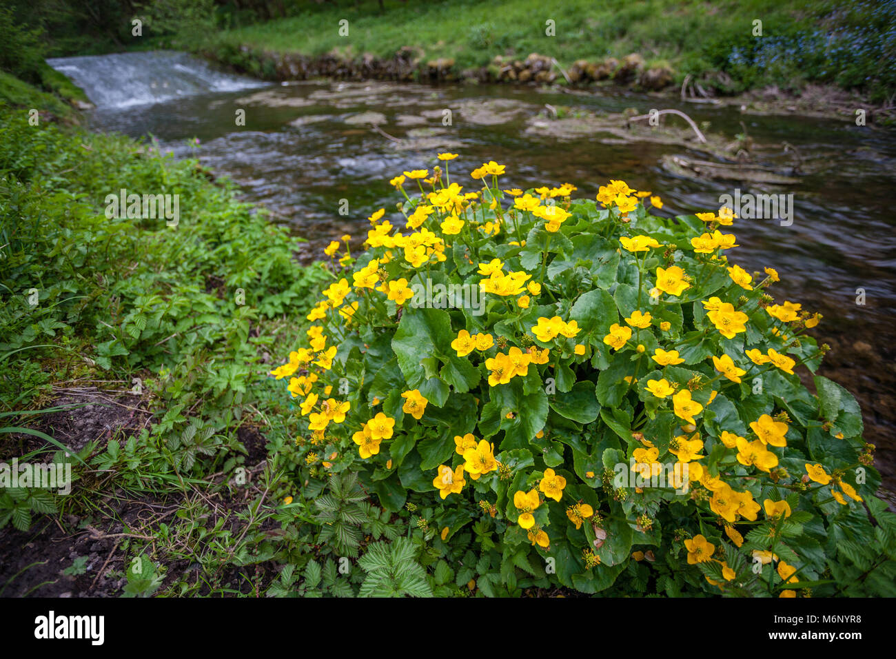 Marsh marigold beside water hires stock photography and images Alamy