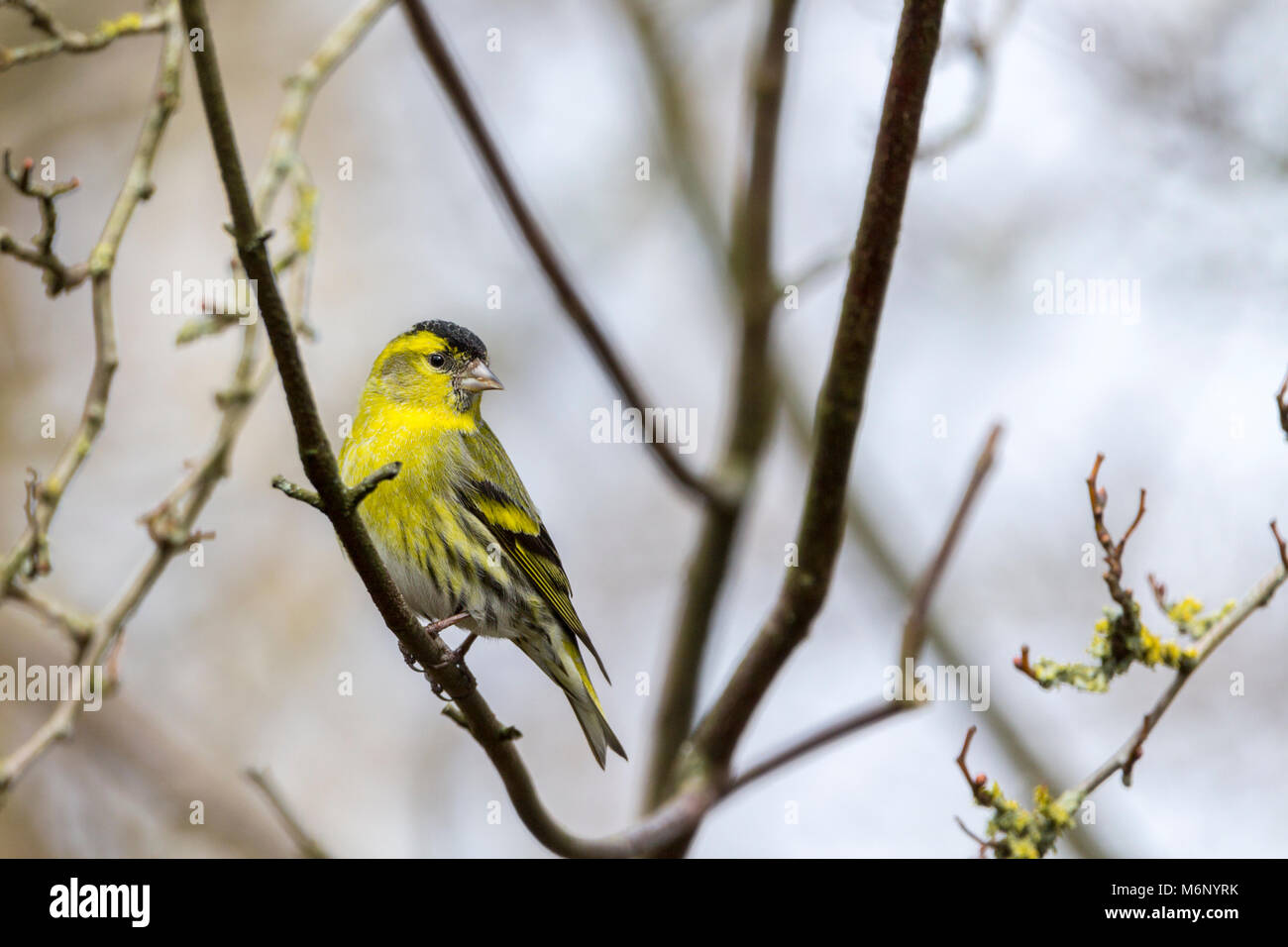 Siskin (Carduelis spinus) a small lively finch with forked tail and streaky yellow green body and long narrow bill. Male has blackish crown and bib. Stock Photo