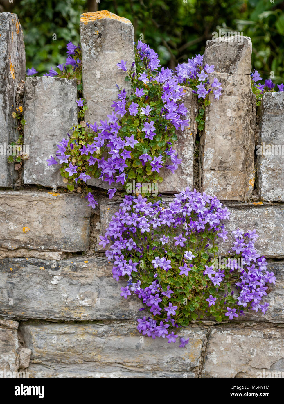 Campanula poscharskyana the Serbian bellflower tumbling over a limestone wall in an English garden UK Stock Photo
