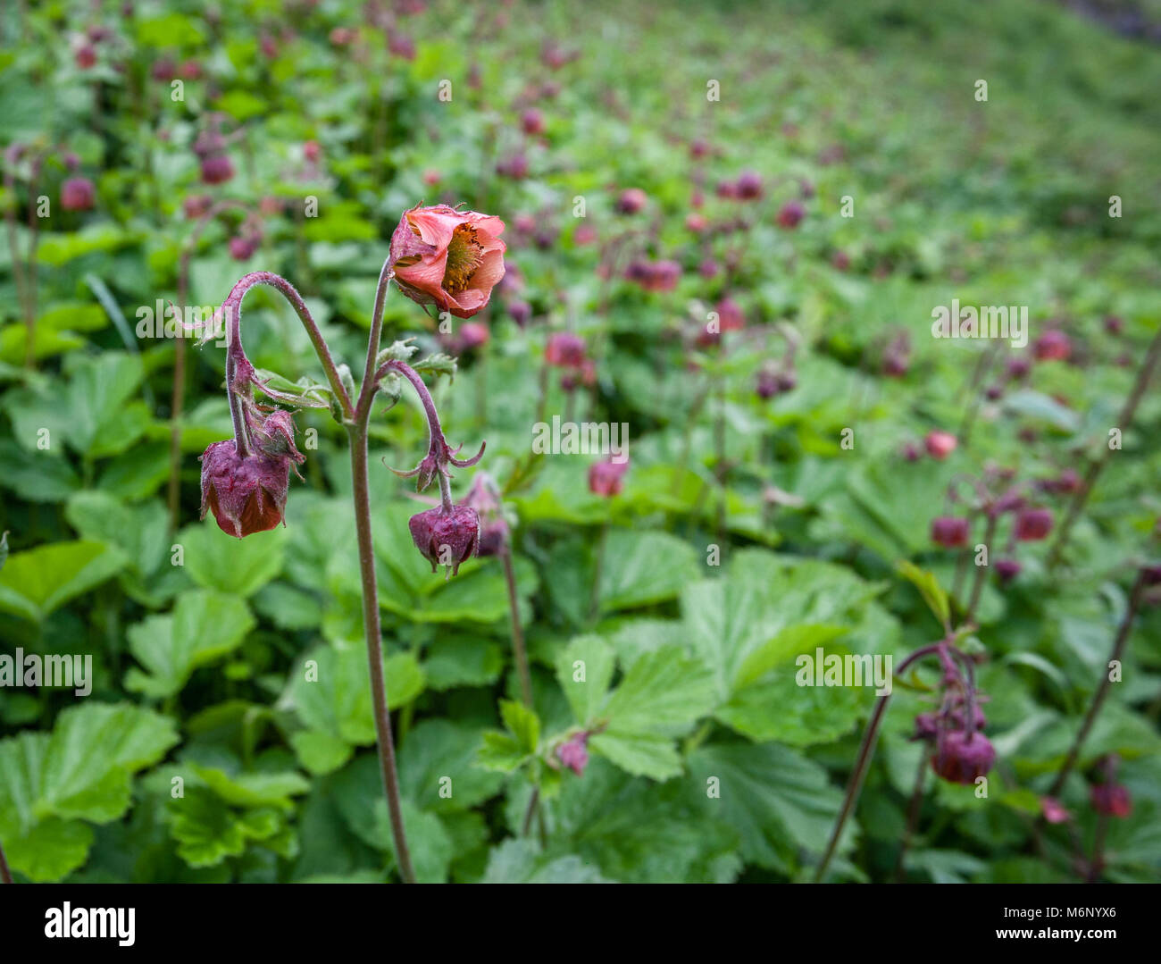 Nodding bell shaped flowers of water avens Geum rivale covering a shady bank in upper Lathkill Dale in the Derbyshire Peak District UK Stock Photo