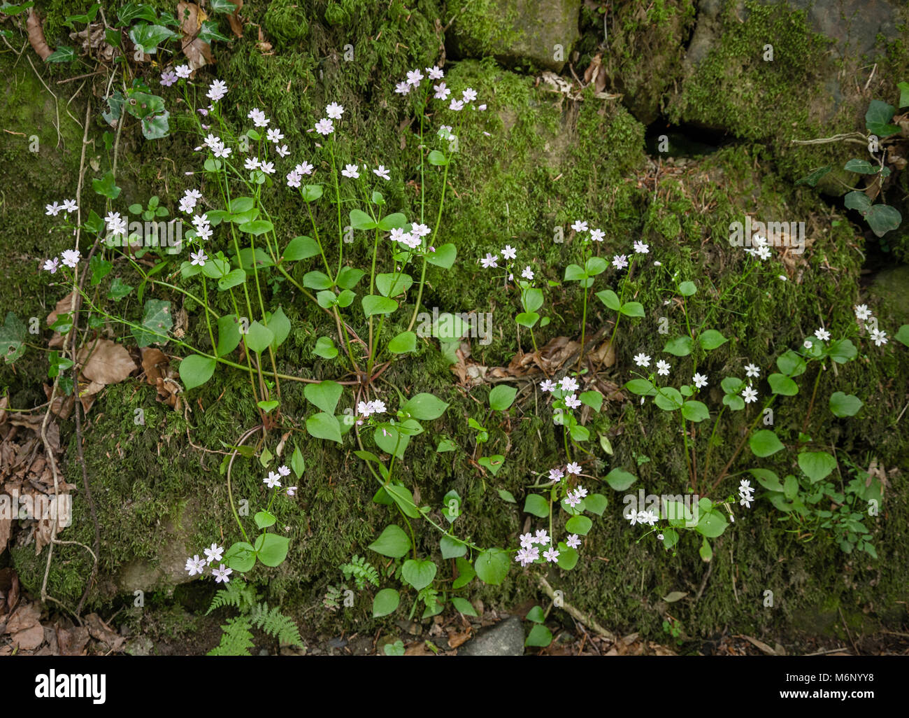 Pink purslane Montia sibirica with pale pink flowers growing in damp woodland at Lydford Gorge in North devon UK Stock Photo