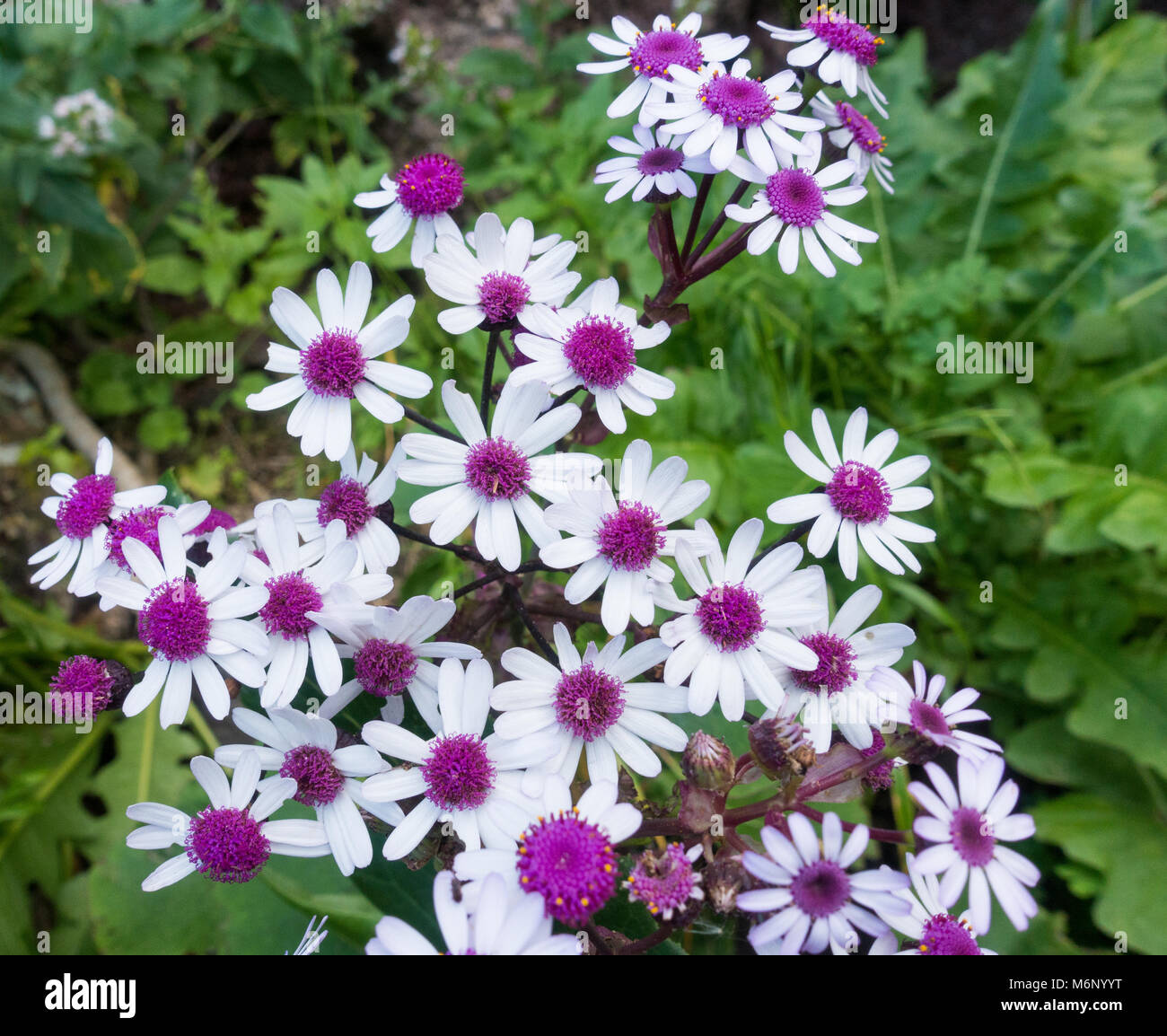 Pericallis Webbii (Flor de Mayo), an endemic plant of Gran Canaria, Canary Islands, Spain Stock Photo