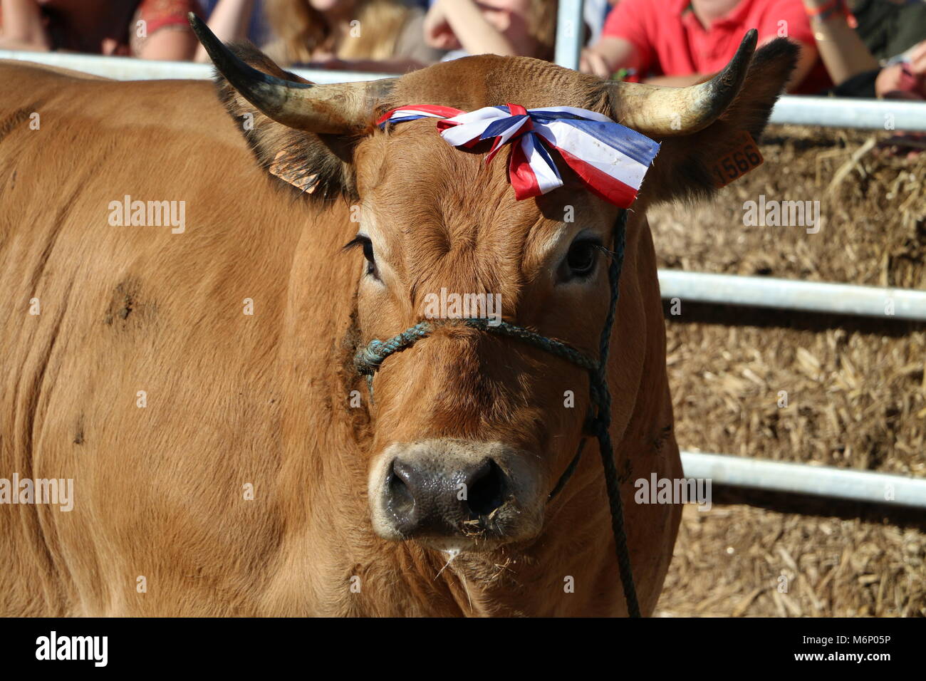 Cow being auctioned after winning a competition Stock Photo