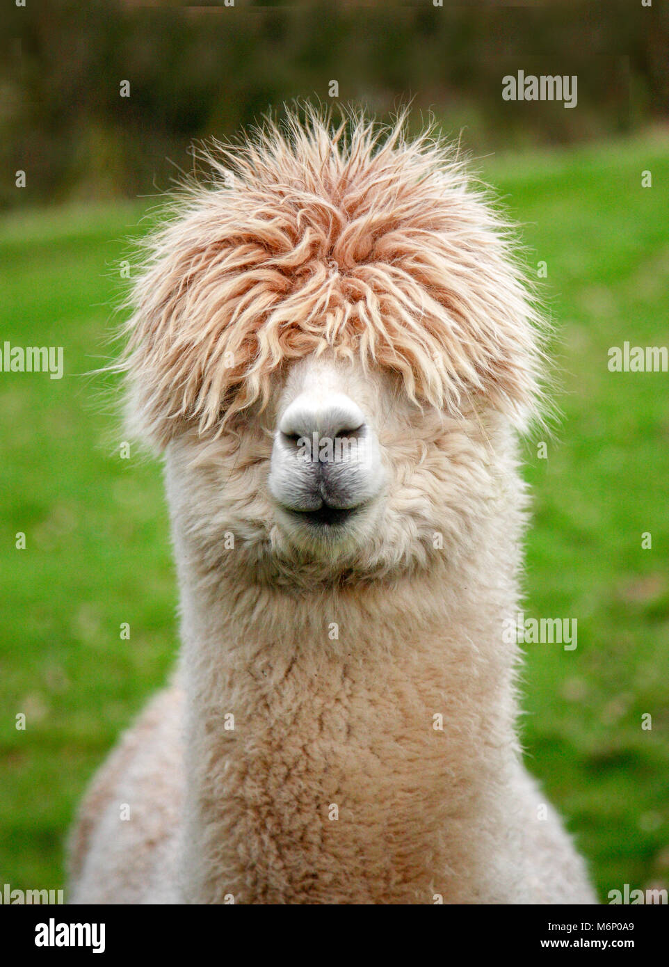 Portrait of an alpaca with hair covering its eyes on a farm in Kent UK