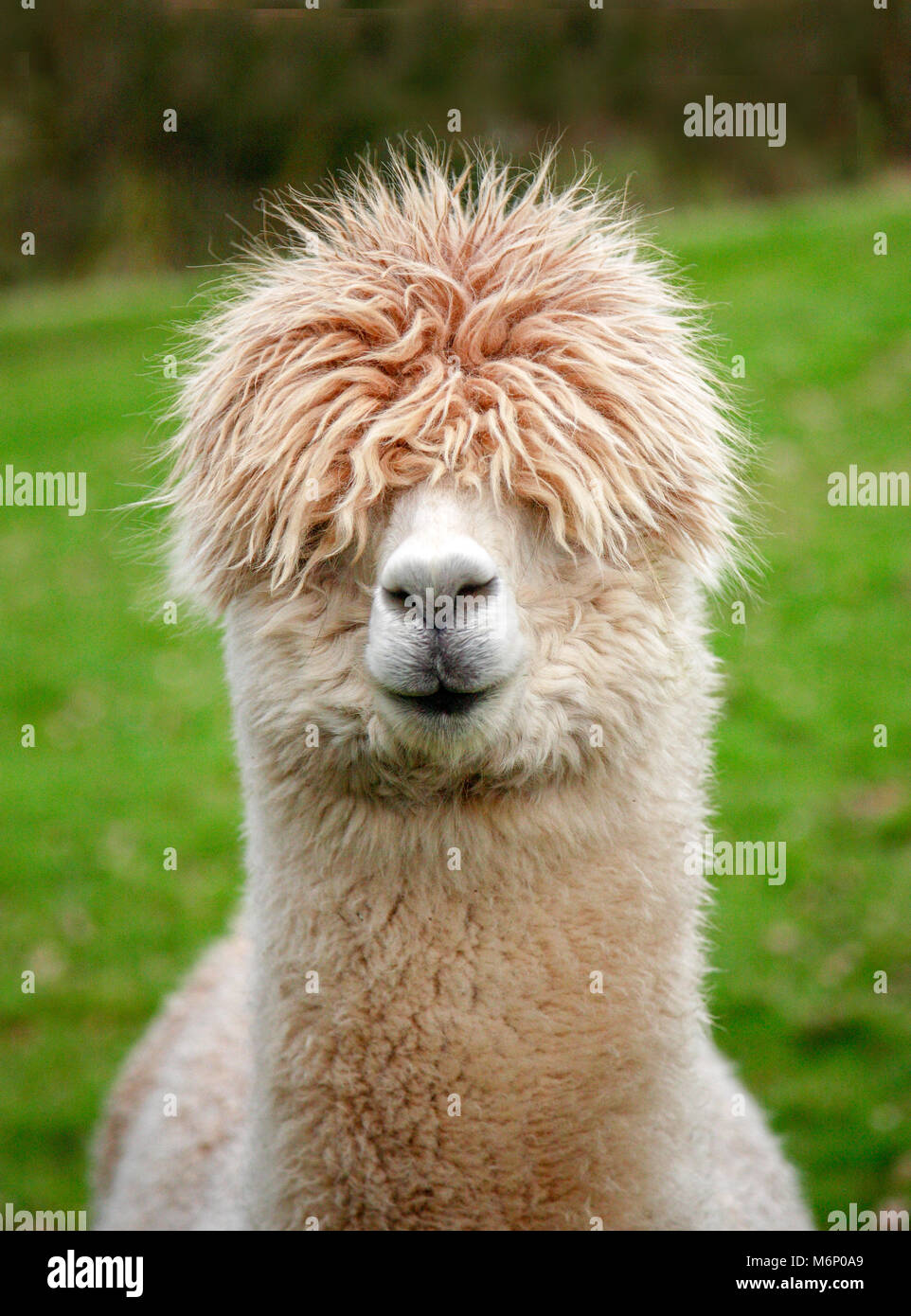 Portrait of an alpaca with hair covering its eyes on a farm in Kent UK Stock Photo