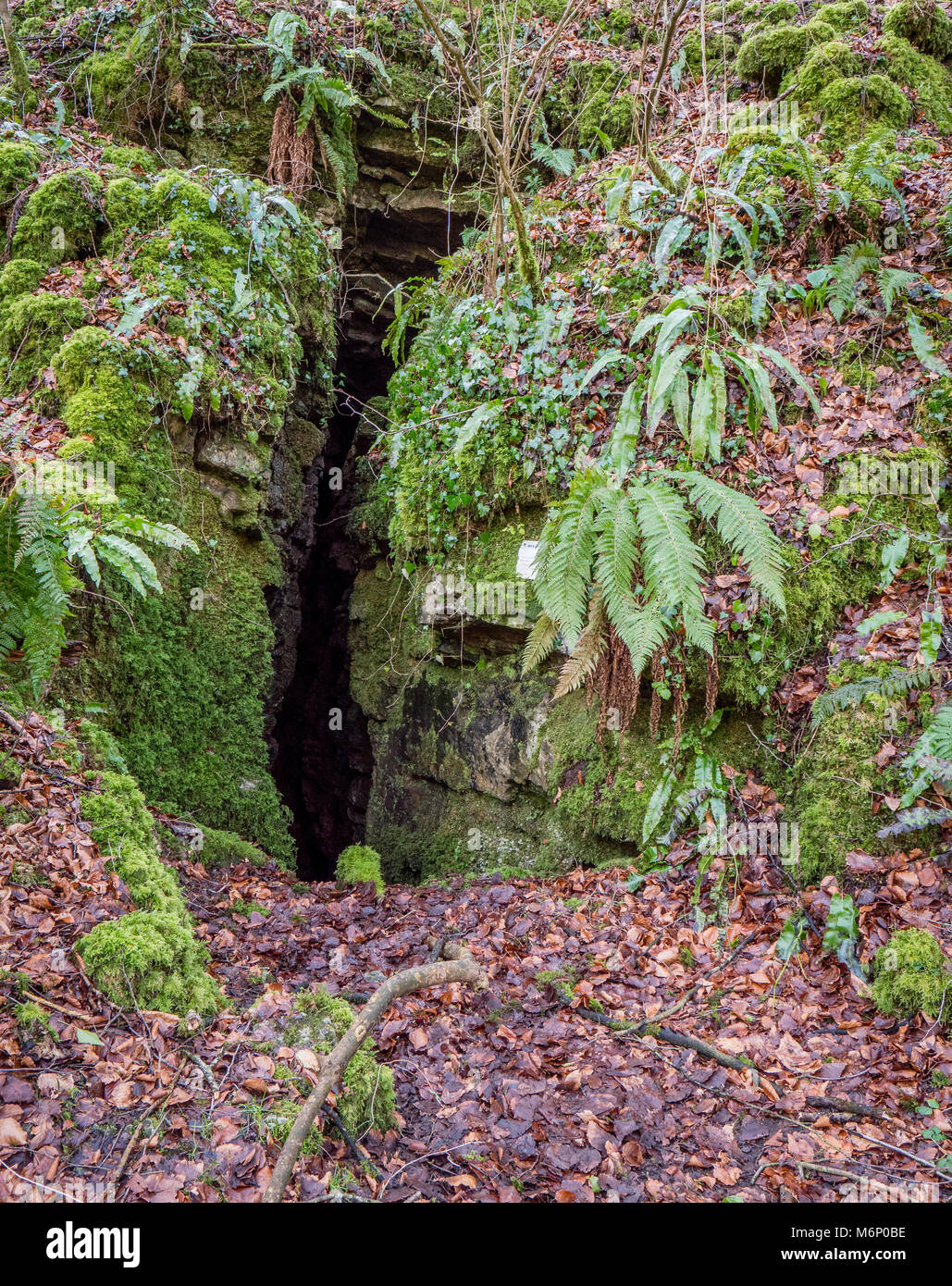 Narrow entrance to Rhino Rift cave in Long Wood near Charterhouse in the Mendip Hills of Somerset UK Stock Photo