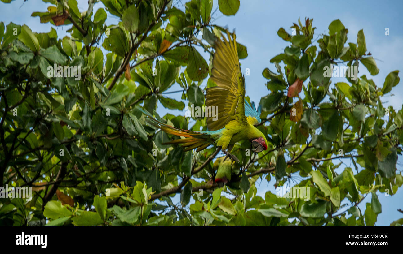 Great Green Macaw near Sarapiqui, Costa Rica Stock Photo