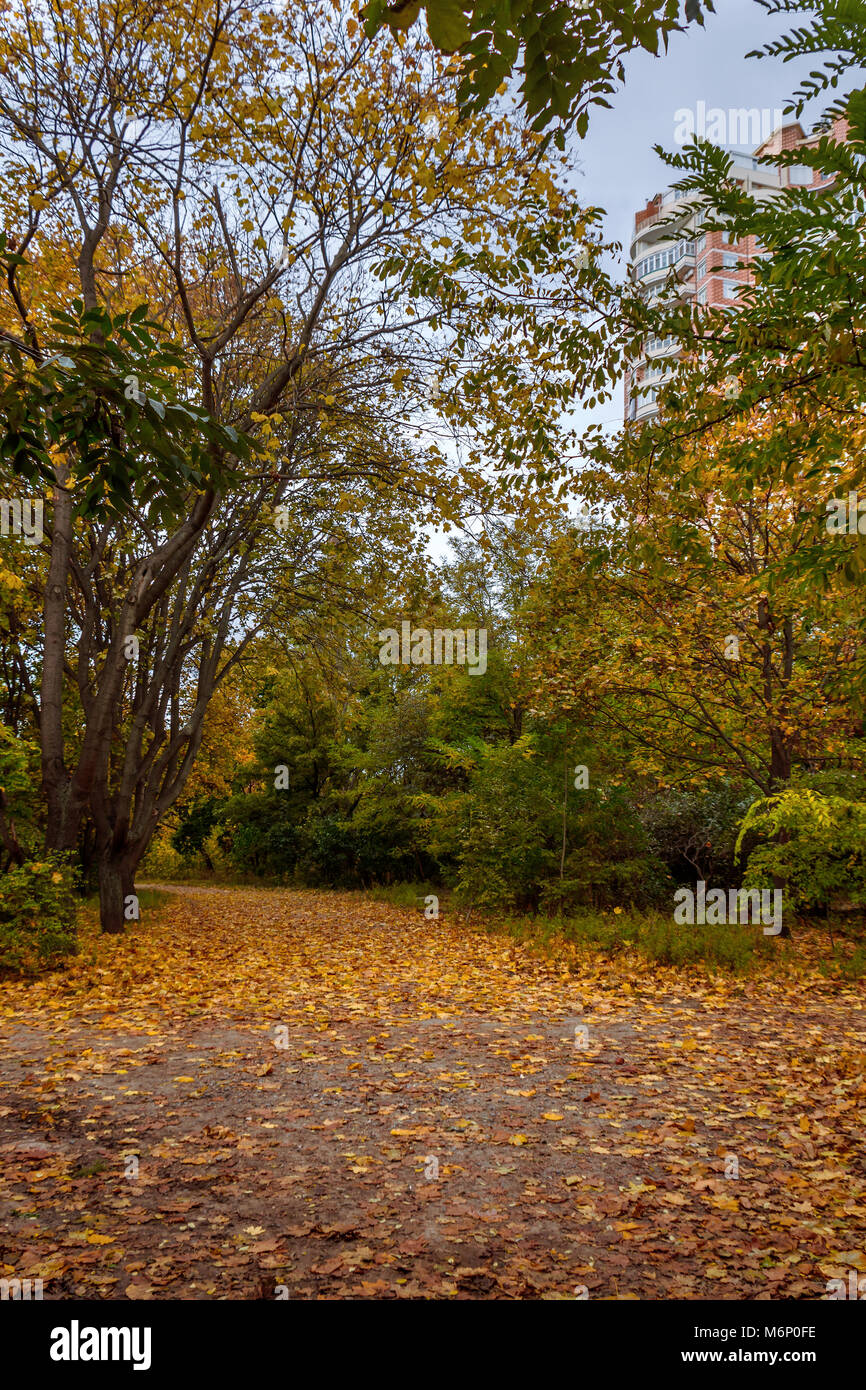 the fallen yellow leaves lie on the alley of the autumn park, between ...