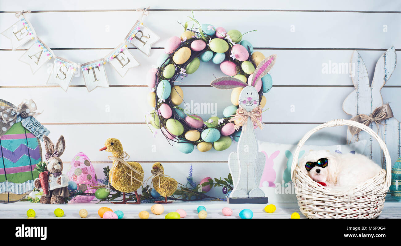 Maltese dog wearing goggles in basket for Easter Stock Photo