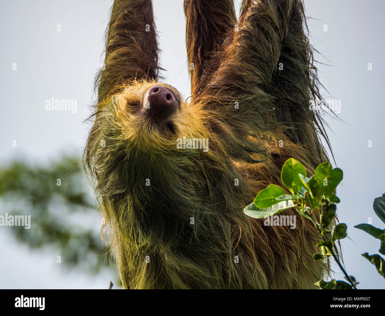 Sloth hanging from a power line near Sarapiqui, Costa Rica Stock Photo
