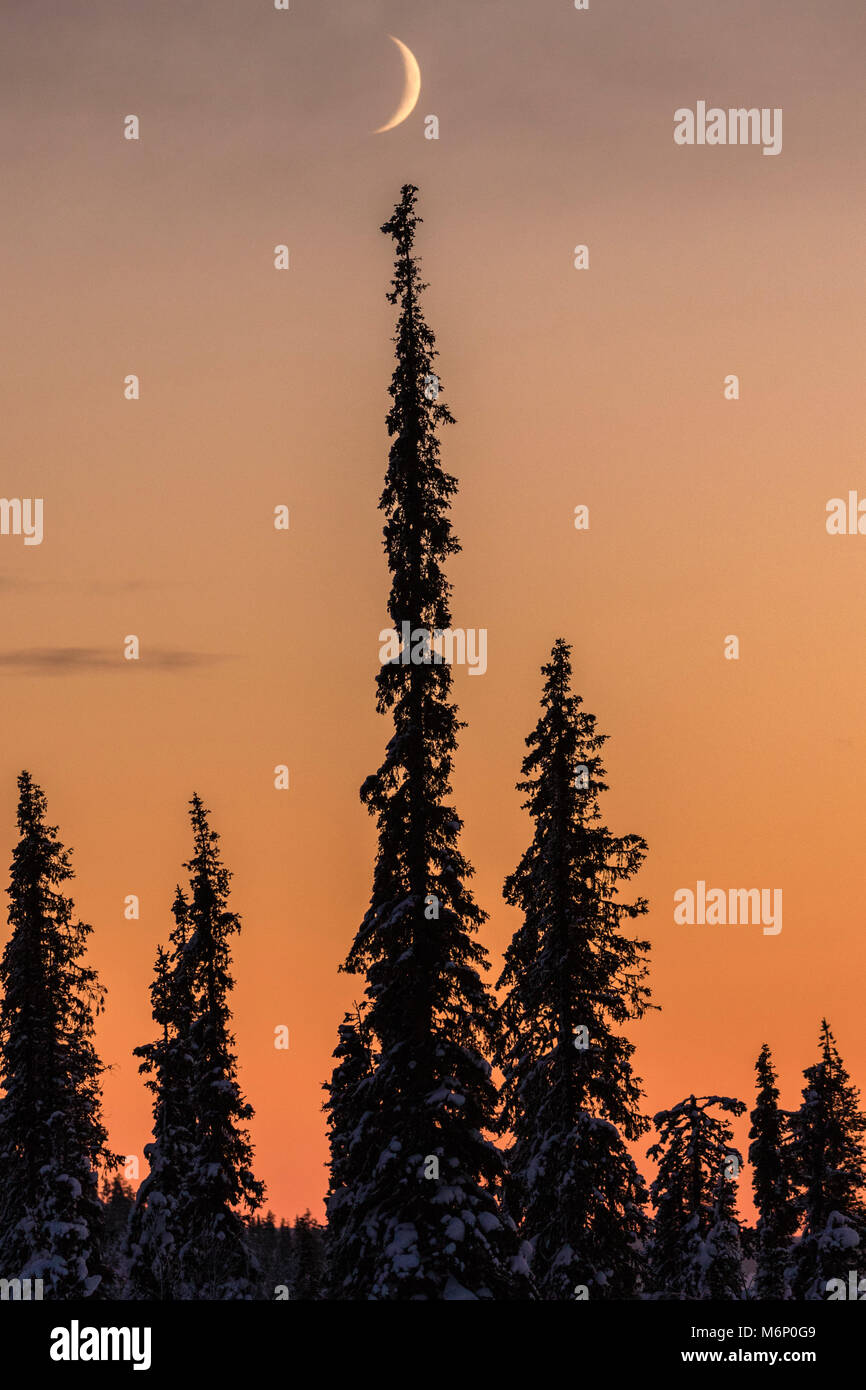 Crescent Moon Over Forest In Winter Time With Snowy Trees At Sunset Gallivare Swedish Lapland Stock Photo Alamy