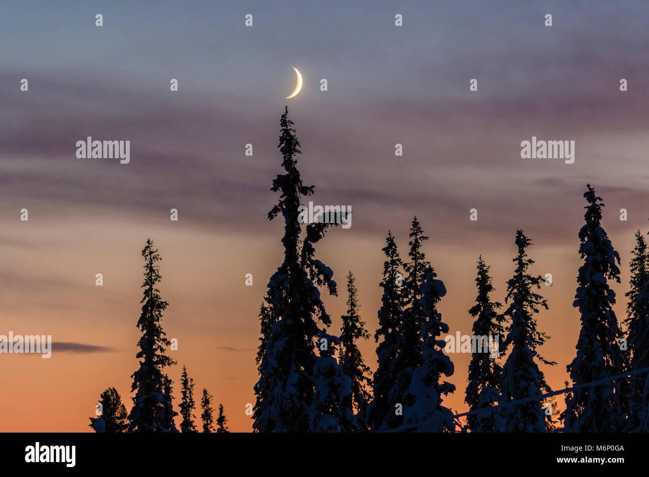 Crescent Moon Over Forest In Winter Time With Snowy Trees At Sunset Gallivare Swedish Lapland Stock Photo Alamy