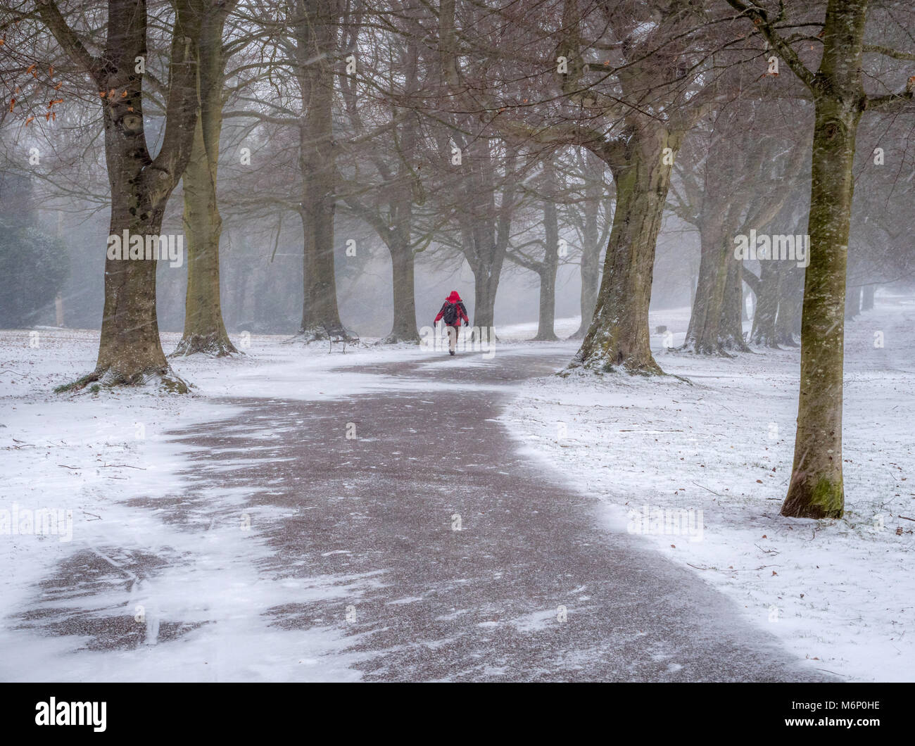 A man in a red ski jacket walking through a driving snow shower along the tree lined Promenade in Clifton village Bristol UK Stock Photo