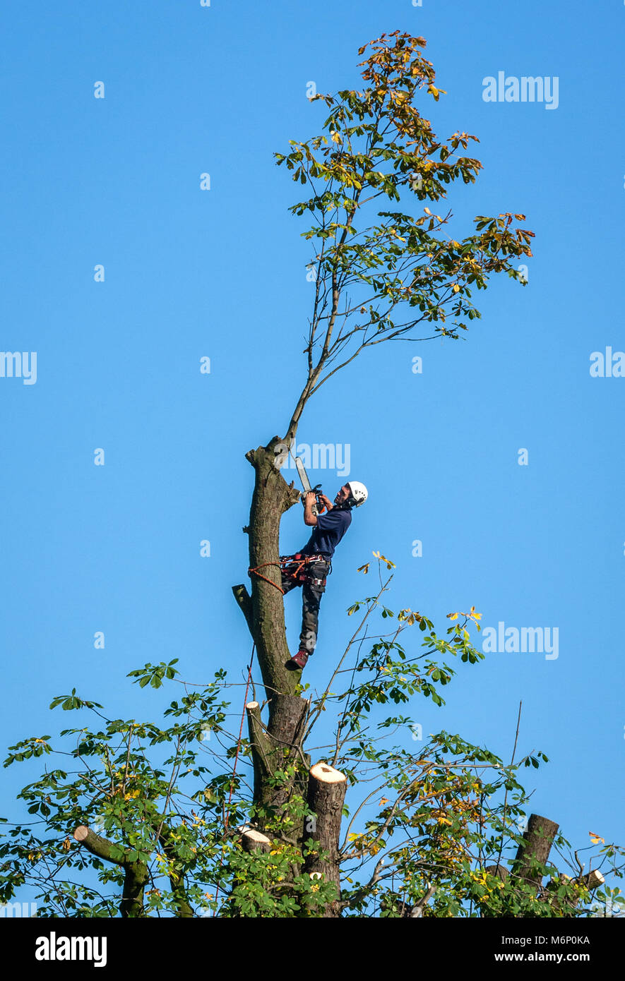 Tree surgeon lopping branches off an ancient horse chestnut tree with a chain saw in Clifton