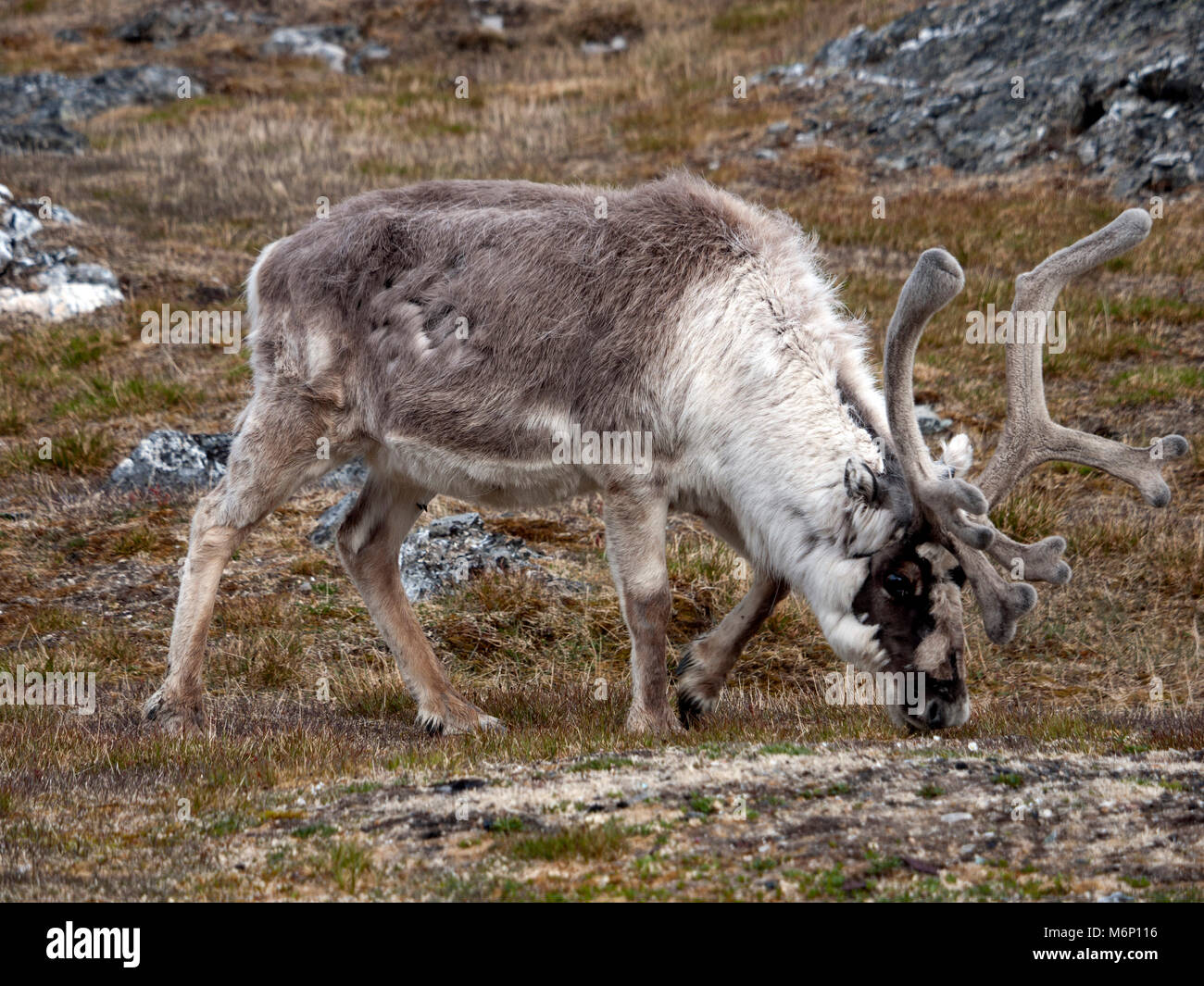 Wild native reindeer on the plateau of Alkhornet, Svalbard, Spitsbergen in the Arctic Circle, part of Norway.  Covered in glaciers and fjords. Stock Photo