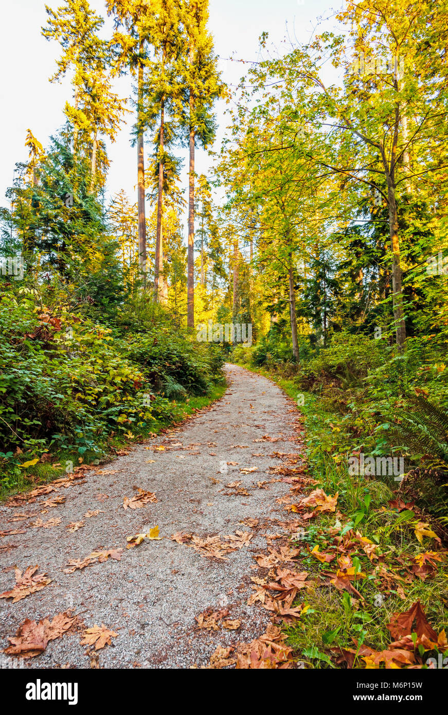 A path in a forest with fallen leaves, going up, between tall trees and ...