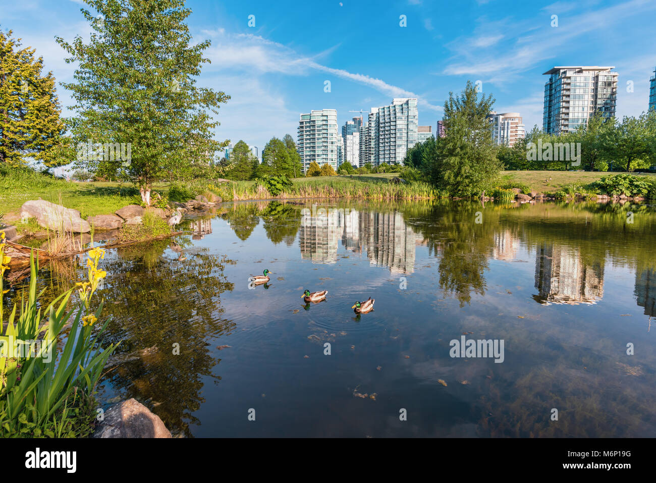 A pond with herons and floating ducks in a modern city with tall ...