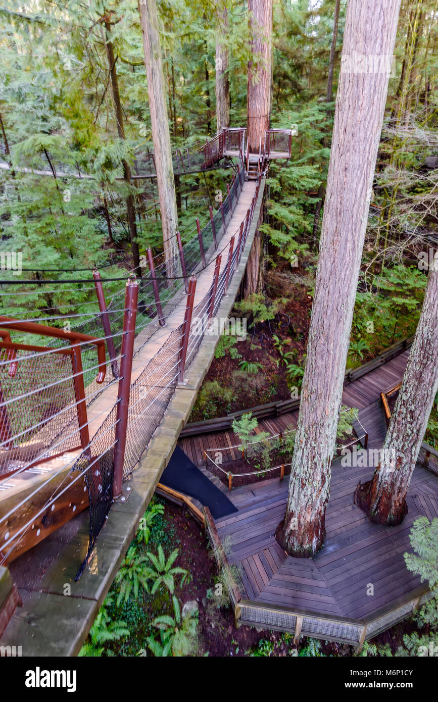 A top view of a suspended pendant bridge in a subtropical forest with tall green trees and fern bushes Stock Photo