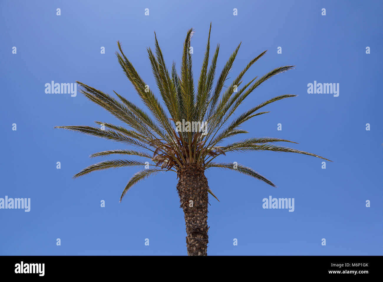 Coconut Palm tree on the sky at background Stock Photo