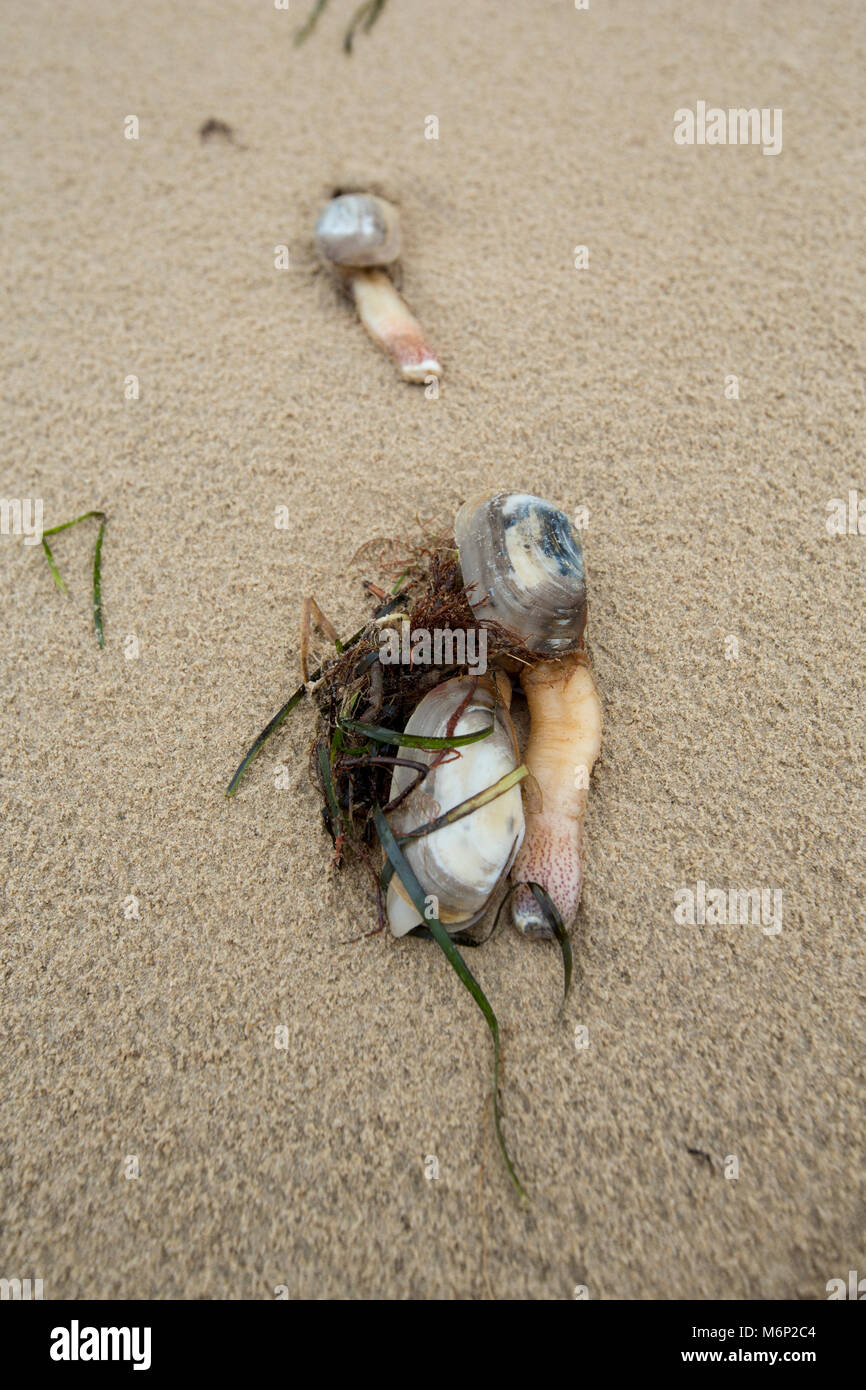 Dead and dying common otter clam that have been washed ashore after the