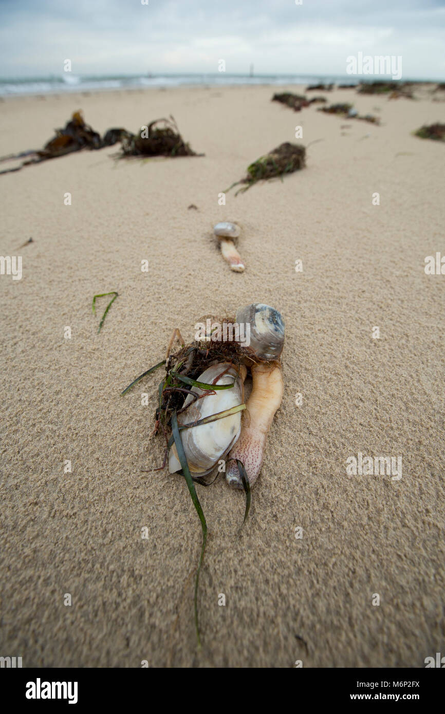 Dead and dying common otter clam that have been washed ashore after the