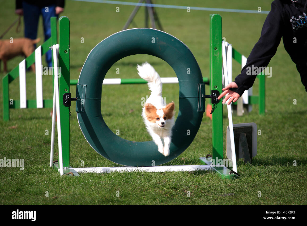 Dog agility, Ferry Meadows country park; Peterborough, Cambridgeshire