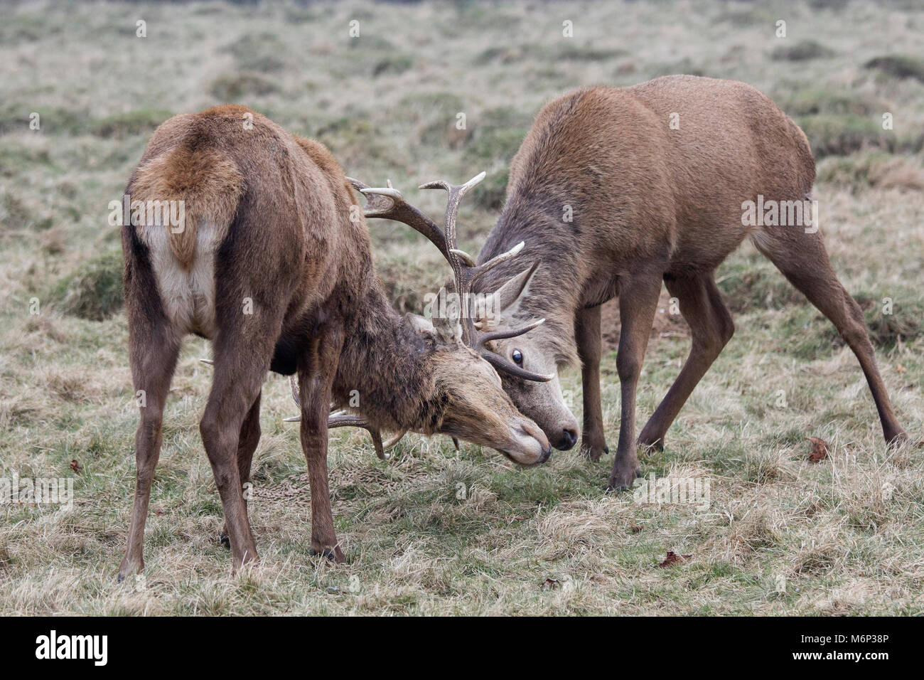 Rutting fight hi-res stock photography and images - Alamy