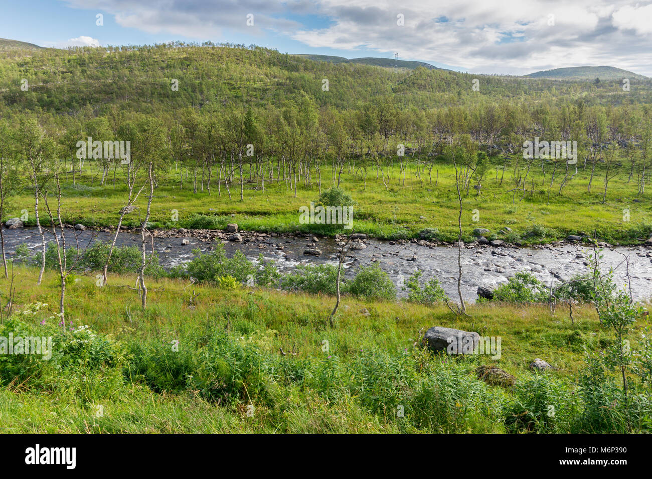 The characteristic landscape of the Arctic tundra. Low trees, shrubs