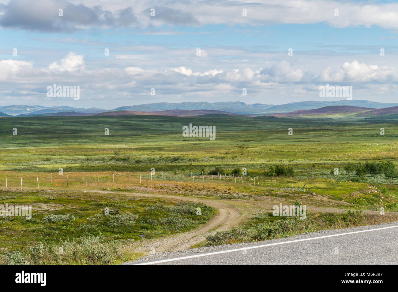 The characteristic landscape of the Arctic tundra. Low trees, shrubs