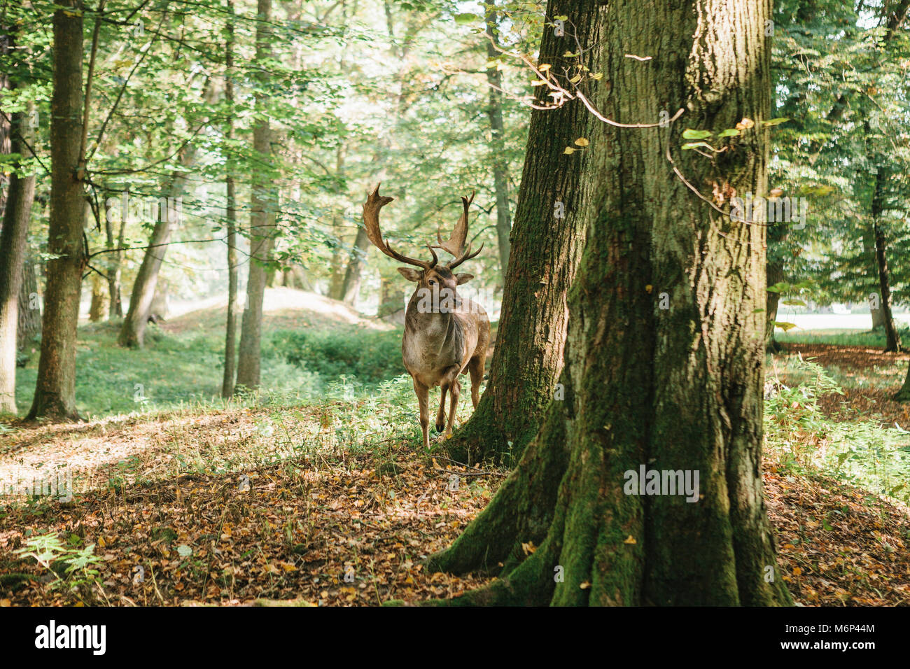 Deer with branched horns stands on a hill in an autumn forest among trees. Stock Photo