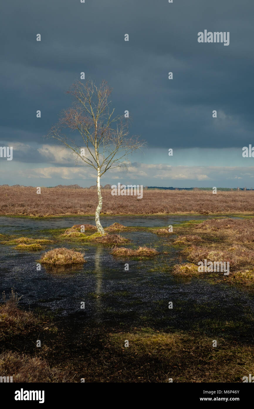Lone Silver Birch standing in one of many shallow pools in The New Forest Stock Photo