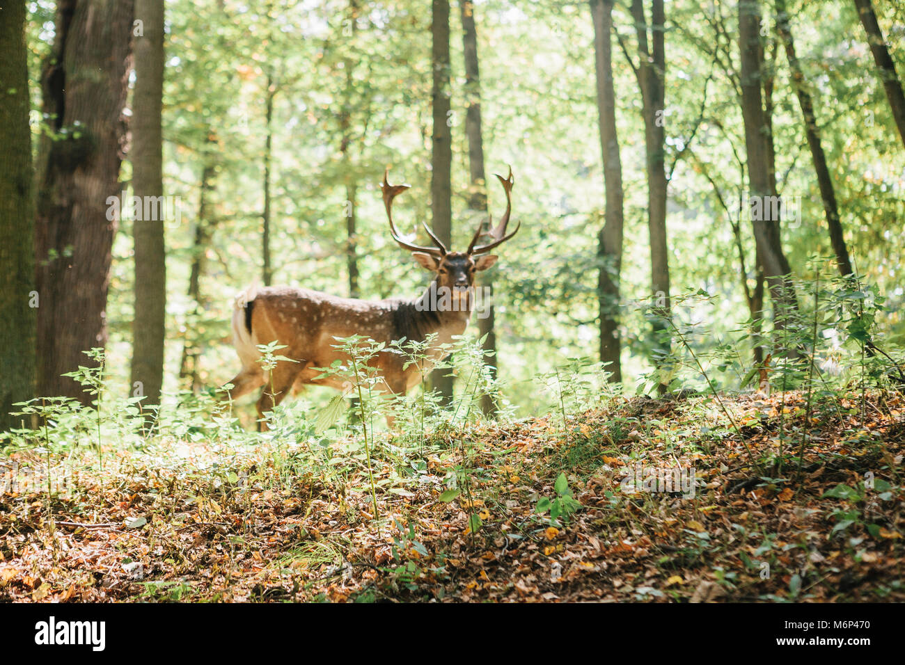 Beautiful deer with branched horns stands on a hill in an autumn forest among trees. Selective focus on grass, deer blurred in the background Stock Photo