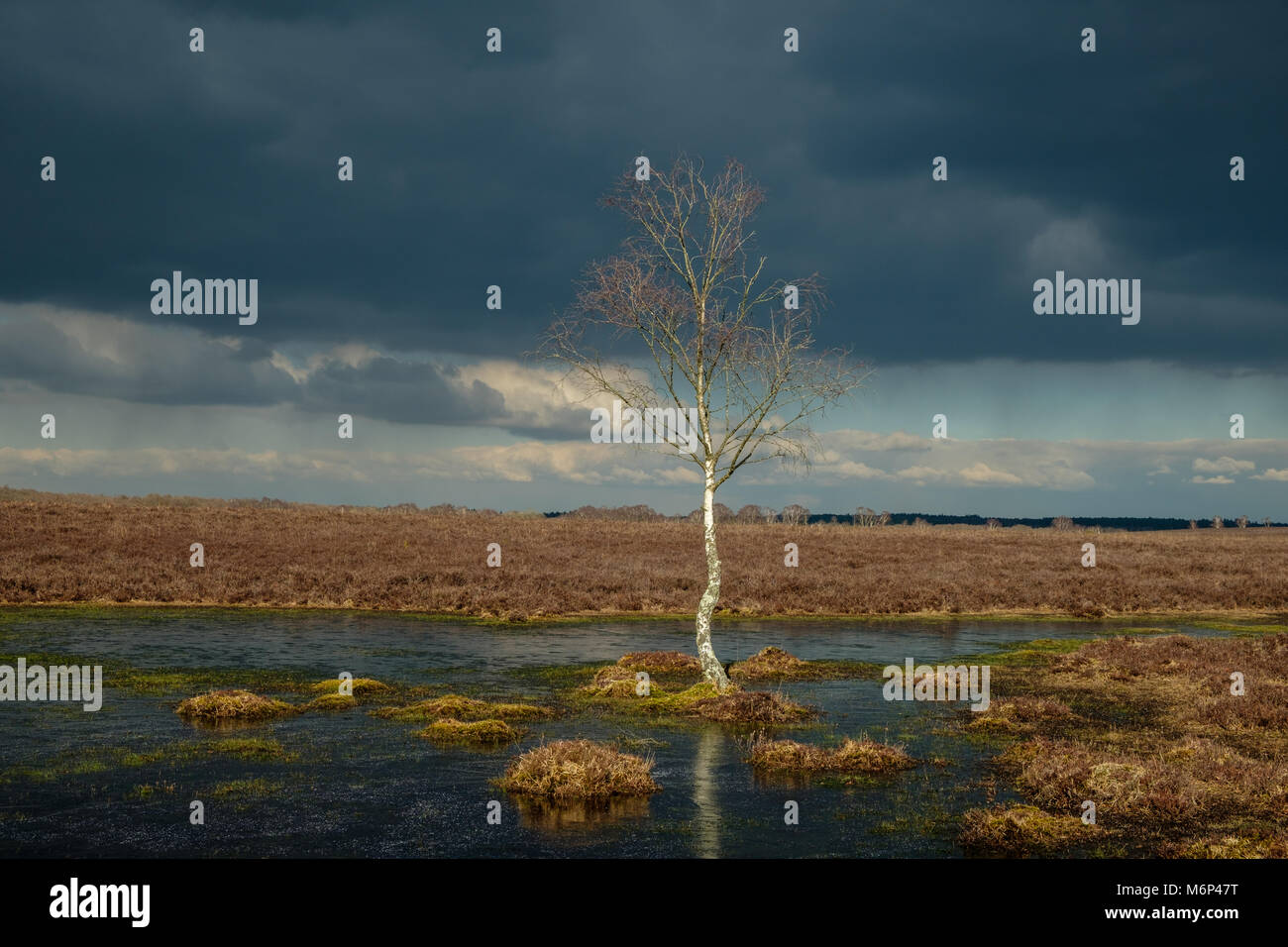 Lone Silver Birch standing in one of many shallow pools in The New Forest Stock Photo