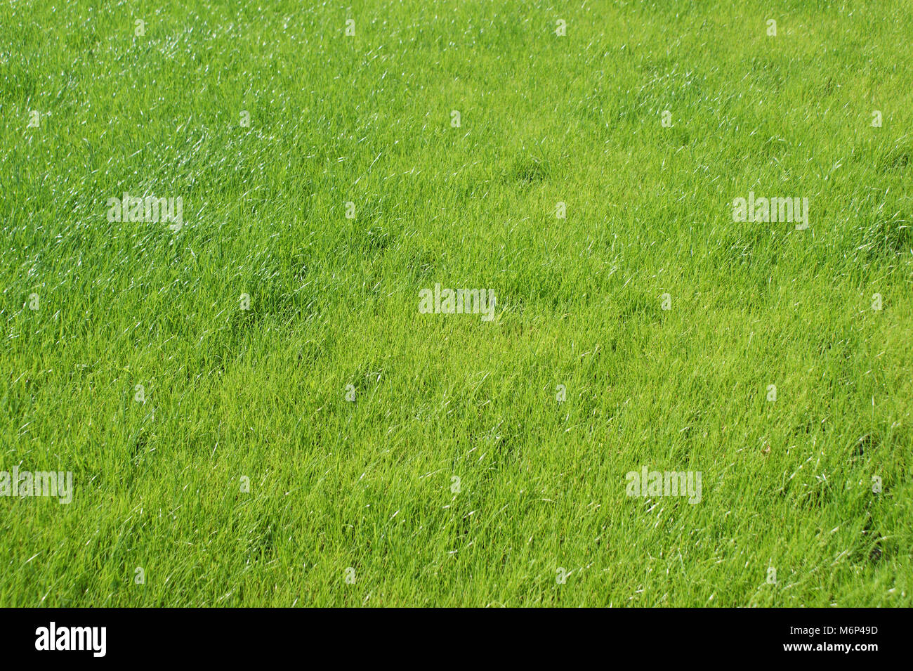 green field of grass waving by wind on a bright sunny day Stock Photo ...