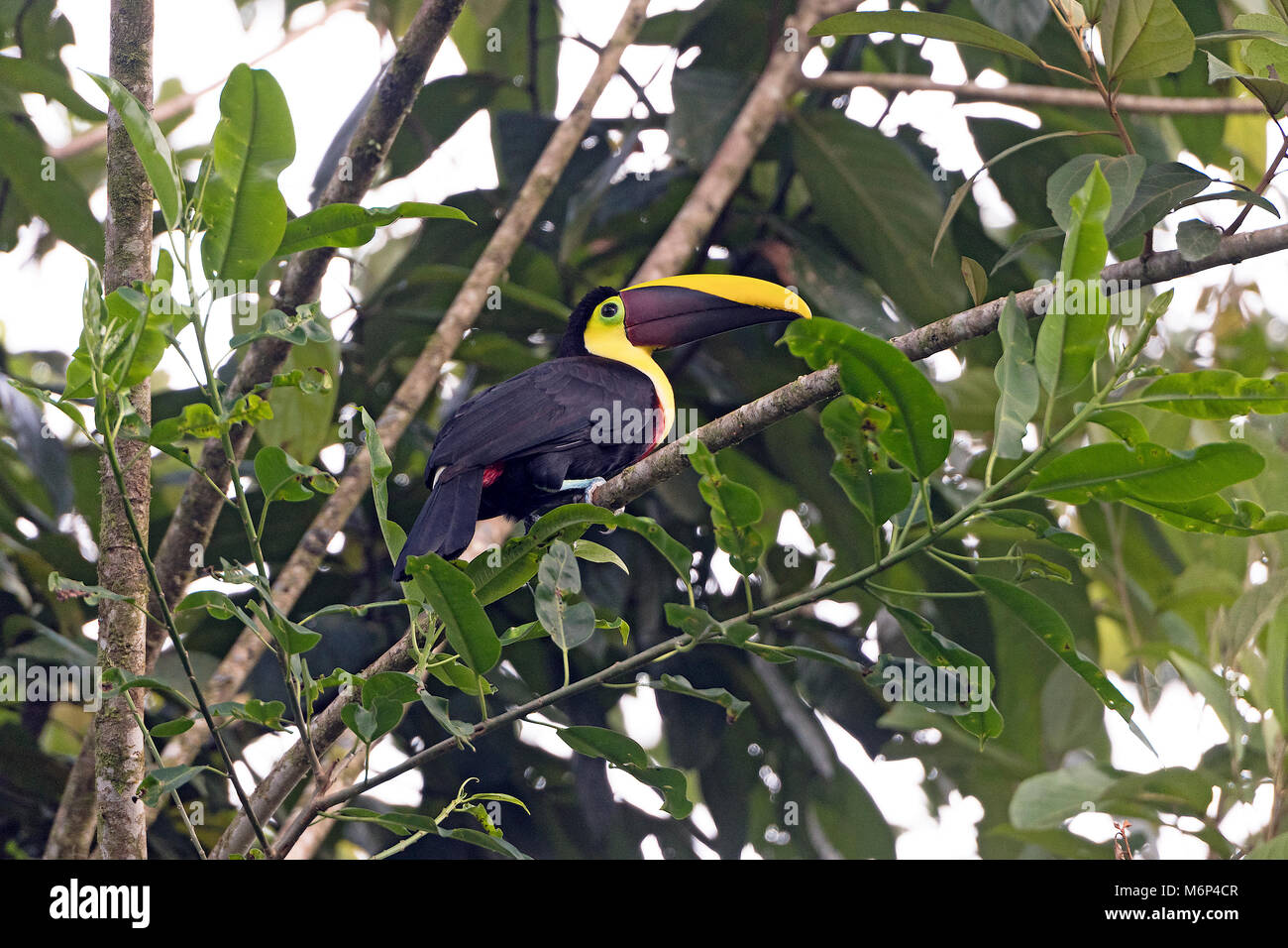 Chestnut Mandibled Toucan in the Forest near Sarapiqui, Costa Rica Stock Photo