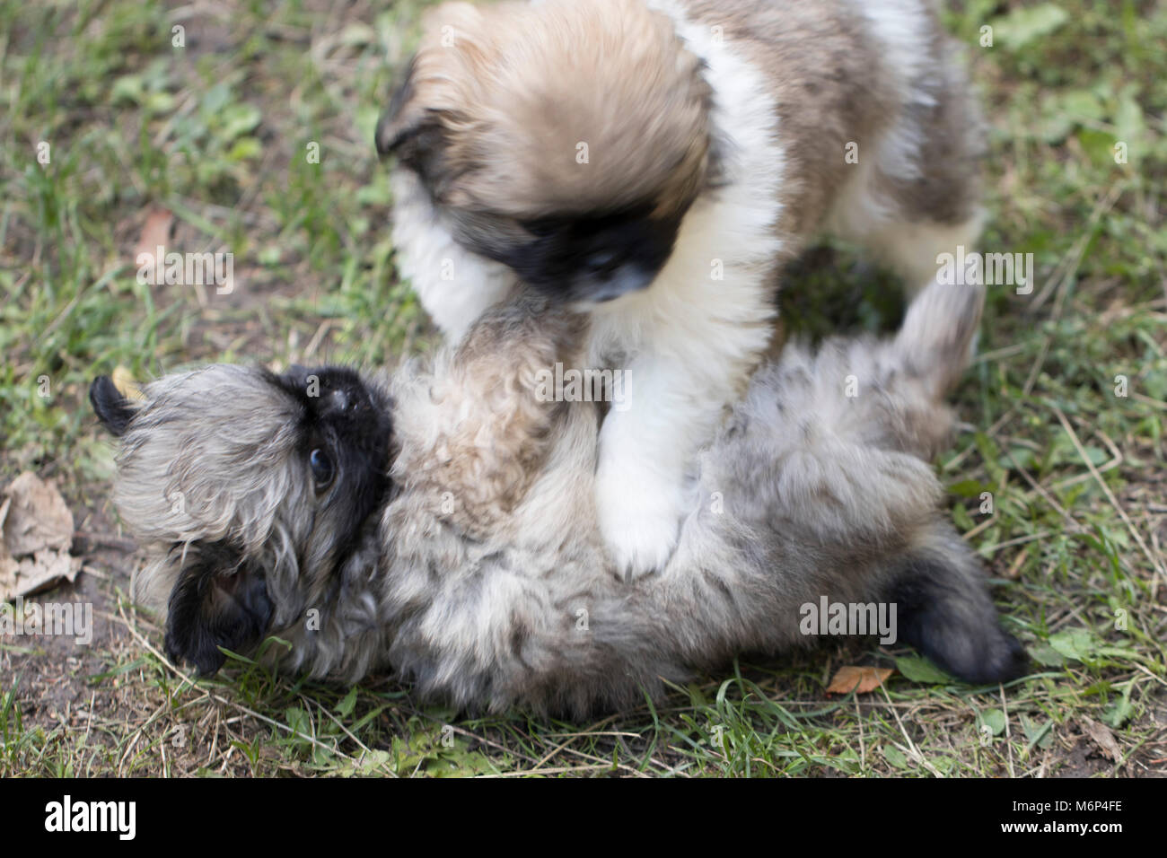 The puppies are playing in the grass Stock Photo - Alamy