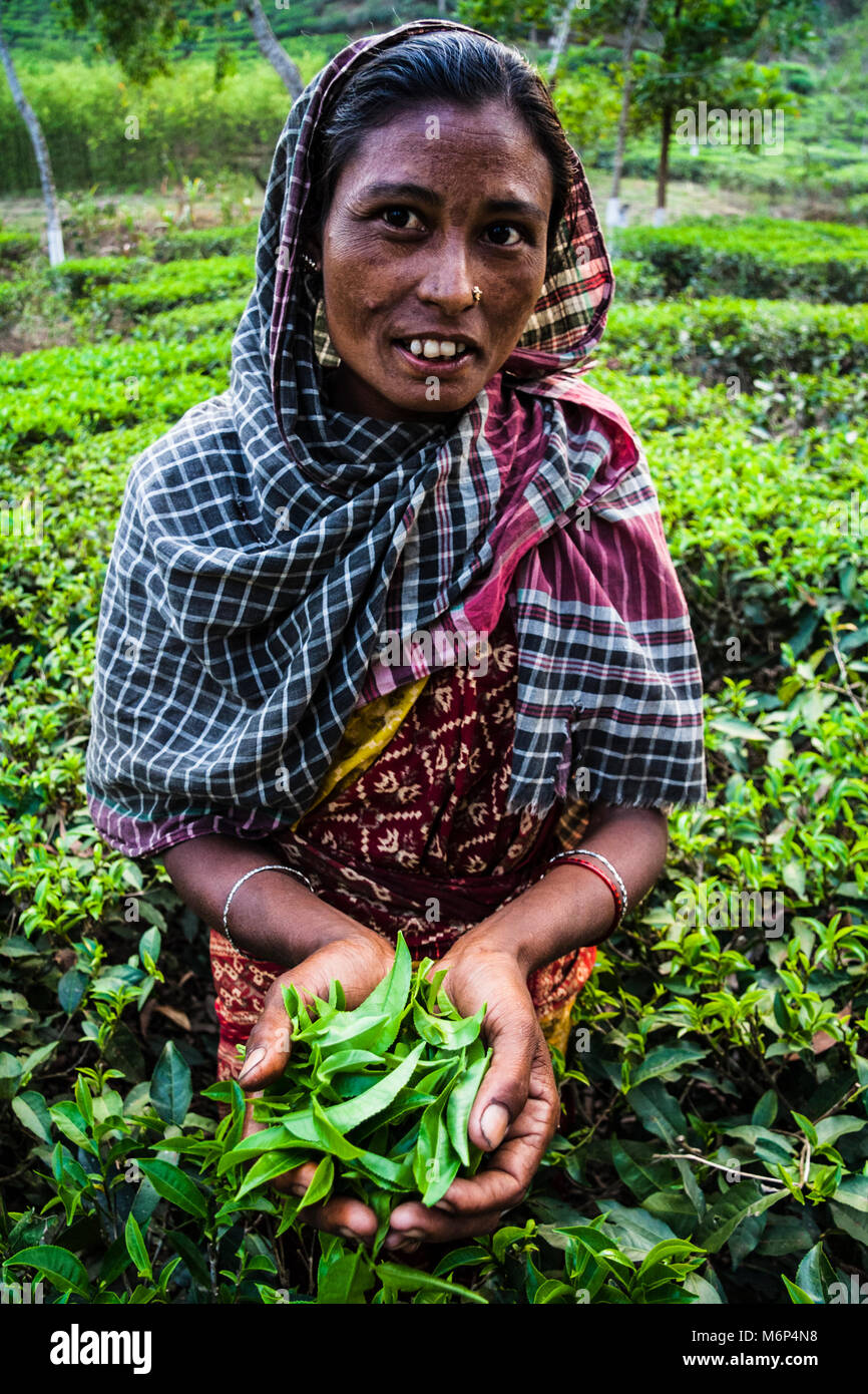 Tea picker at a tea estate. Srimangal, Bangladesh Stock Photo
