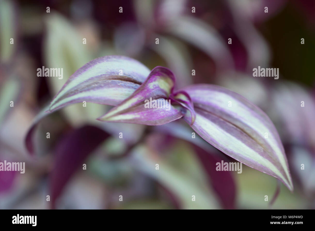 The beautiful purple flower in the garden background Stock Photo - Alamy