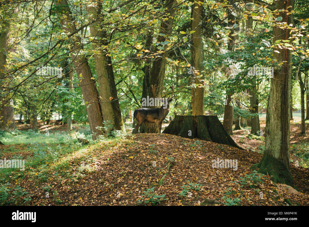 Beautiful deer with branched horns stands on a hill in an autumn forest among trees. Stock Photo