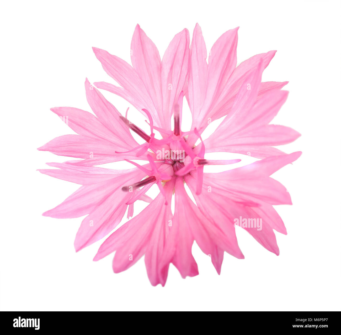 Pink cornflower (Cyanus segetum) isolated on white background Stock Photo