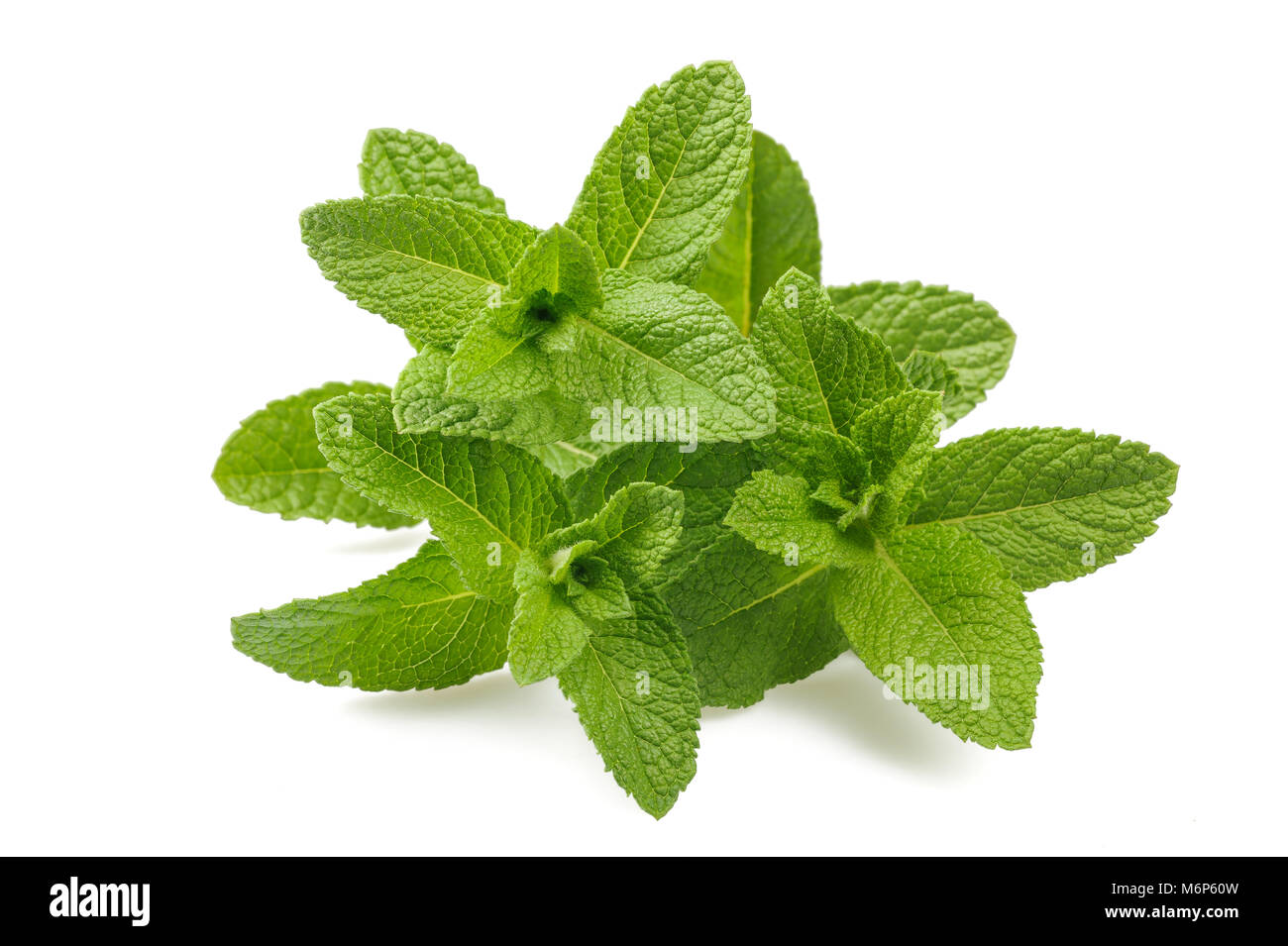 Fresh mint sprigs isolated on white background Stock Photo