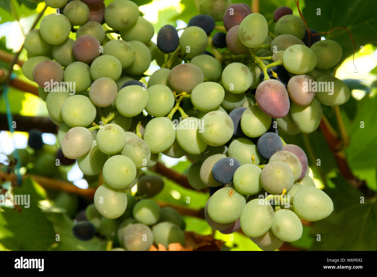 Grapes in the early ripeness levels. Early stages of veraison Stock