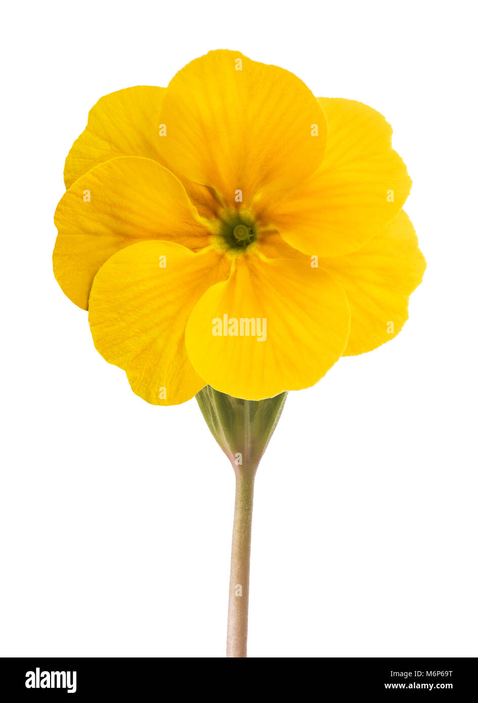 yellow primrose  isolated on white background Stock Photo