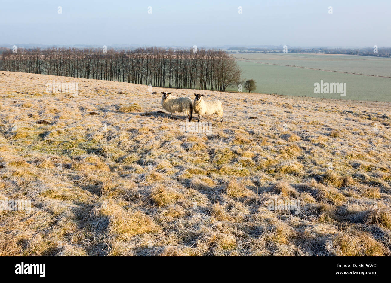 Bronze Age saucer barrow on Windmill Hill, a Neolithic causewayed
