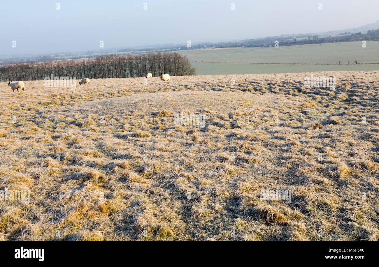 Bronze Age saucer barrow on Windmill Hill, a Neolithic causewayed