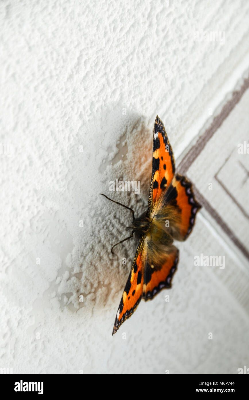 A tortoiseshell butterfly (Aglais urticae) on an inside wall of a house Stock Photo